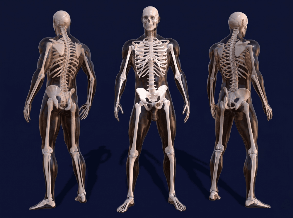 Anatomía humana en tres planos